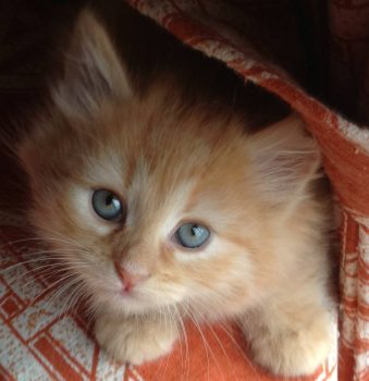 About Siberians