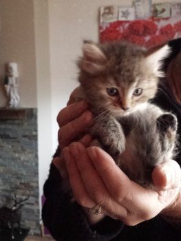 Kittens doing well at 6 weeks