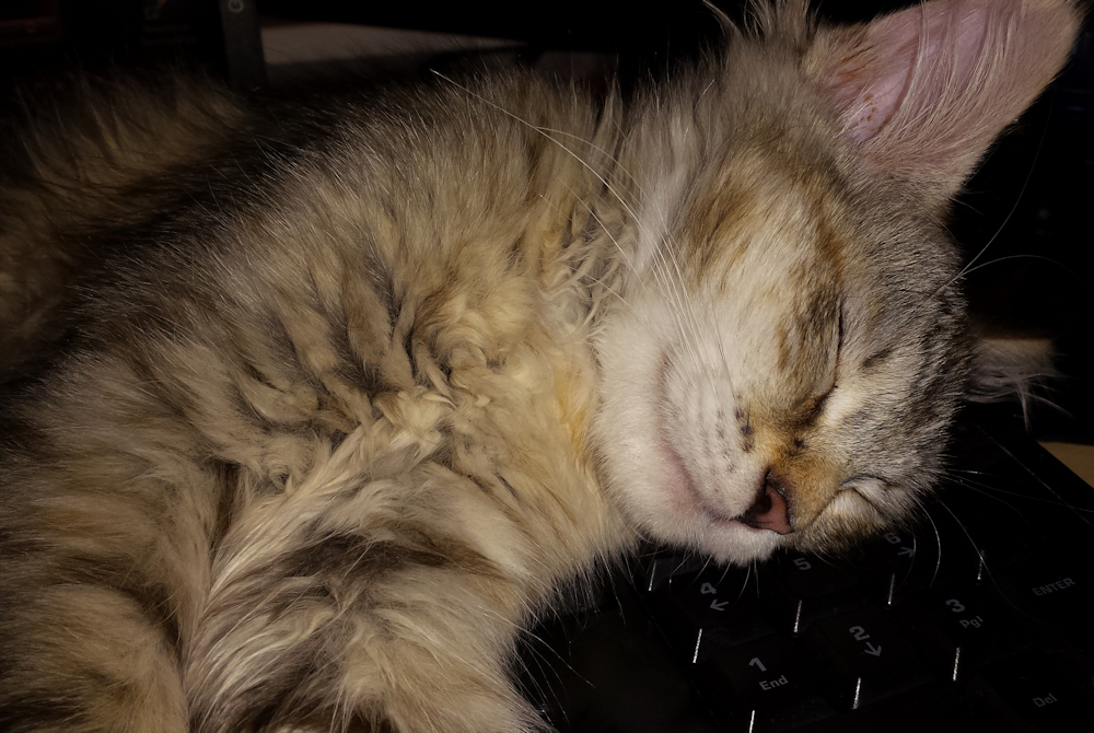 Siberian kitten, Porosha